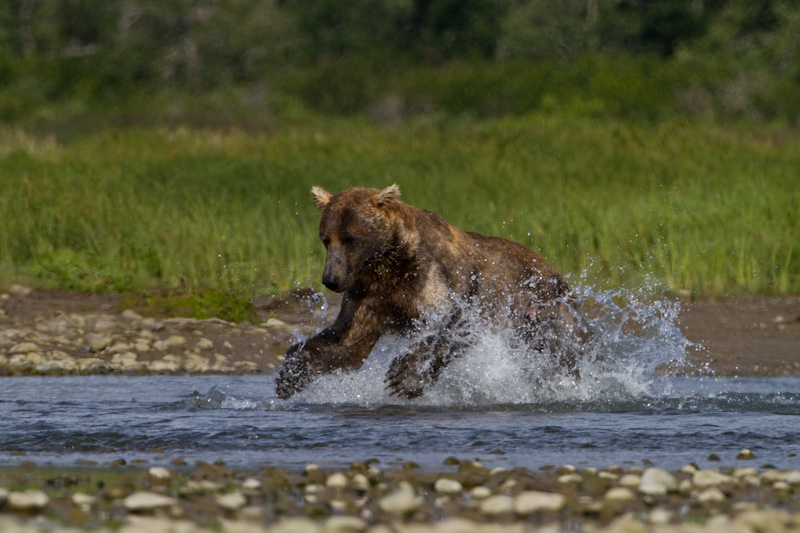 Grizzly Bear Chasing Salmon